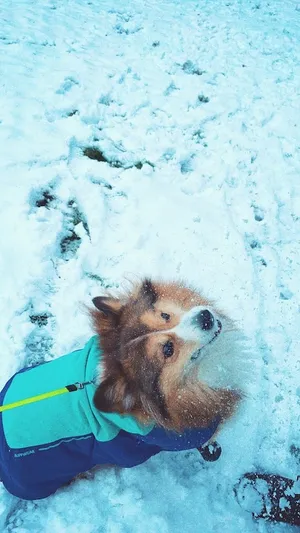 Long-haired Pembroke Welsh Corgi in a blue jacket jumping up to catch a snowball. However, the snowball burst in his face & the image shows how surprised he is that a snowball isn't solid.