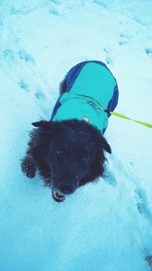A sweet, older black dog in a blue jacket, standing in the snow. She is looking up at the camera, and she looks happy. There are tiny snowflakes stuck to her fur.